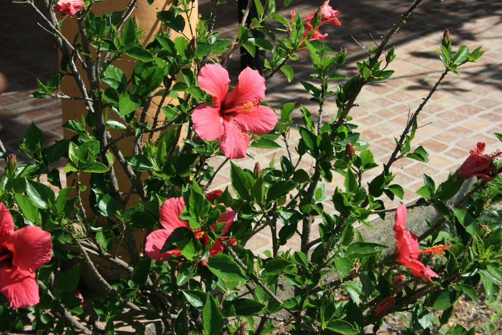 Sumindulau Bed & Breakfast Torre delle Stelle Exterior foto